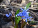 scilla bifolia