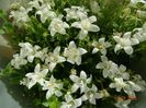 campanula Get Mee white