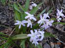 chionodoxa Rosea