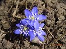 hepatica nobilis