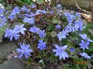 hepatica transsilvanica