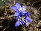 hepatica nobilis