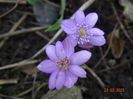hepatica transsilvanica rosea