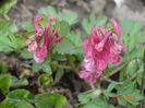 corydalis solida Beth Evans