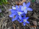 hepatica nobilis