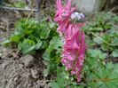 corydalis solida Beth Evans