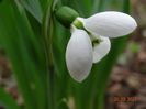 galanthus Polar Bear