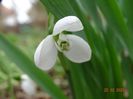 galanthus Polar Bear