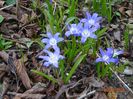 chionodoxa forbesii