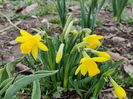 3. Tete a tete - pitică