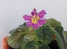 Podvenechnaia (27-03-2025)