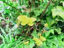 Physocarpus "Amber Jubilee"