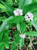 Daphne odora "Perfume Princess"