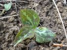 trillium luteum