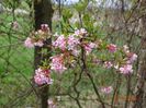 viburnum bodn. Charles Lamont