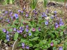 pulmonaria officinalis