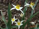 tulipa turkestanica