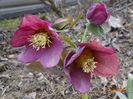 in loc de helleborus Apricot (de la egarden)