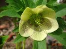 helleborus Maeva Viv