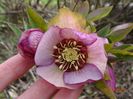 helleborus Beaming Blush