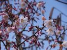 prunus Ruby