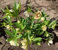 helleborus Winter Jewel Painted Doubles