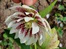 helleborus Winter Jewel Painted Doubles