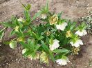 helleborus Winter Jewel Painted Doubles