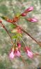 Prunus First Blush