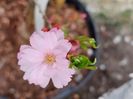 Prunus First Blush