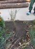 Cytisus