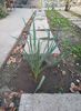 Yucca