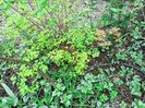 Spiraea "Golden Princess"