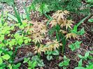Katsura