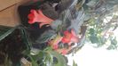 IMG-20241022-WA0003