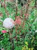 Wilsons Pink Dwarf