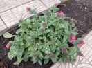Pulmonaria Twinkle Toes -posibil