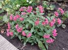 Pulmonaria-Shrimps-on-the-Barbie