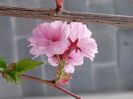 Prunus First Blush