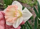 British gamble - floare foarte mare