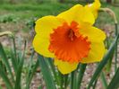 Pimpernel