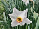 Pheasant's eye