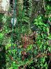 Peve Chameleon