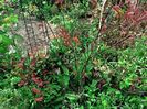 Beni Maiko, Hubbs Red Willow și Wilsons Pink Dwarf