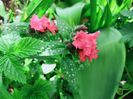 Pulmonaria