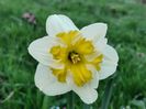 Sunny side up - boboc abia deschis