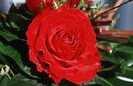 trandafir2[1]
