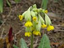 primula veris