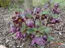helleborus Star of Passion