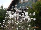 magnolia stellata